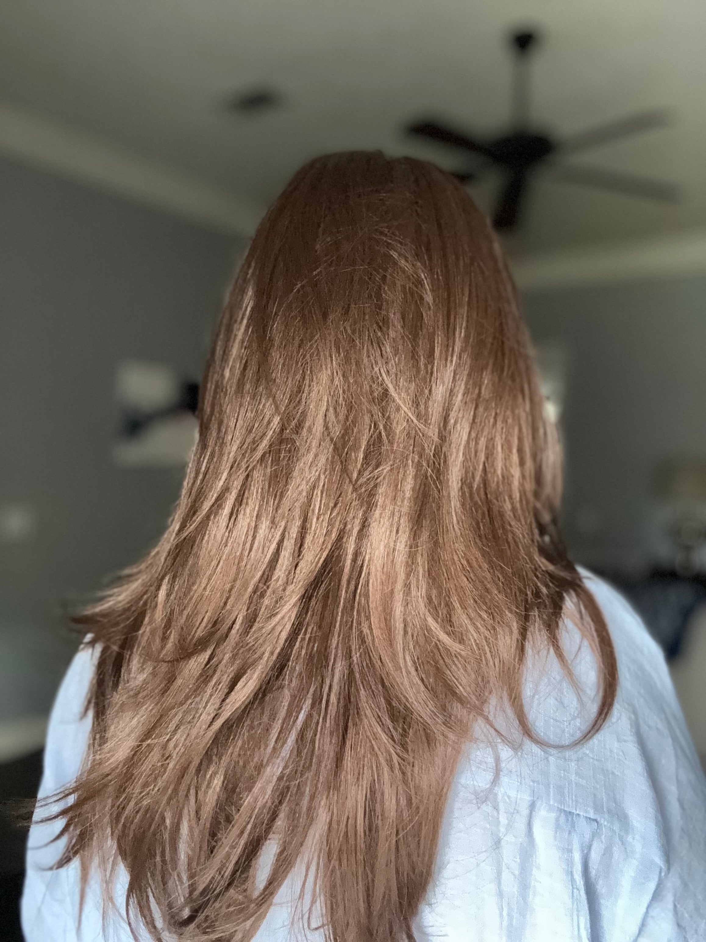 Bella chestnut